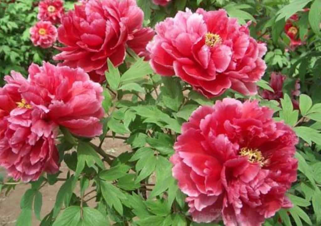 Hình ảnh cây mẫu đơn bình trước khi bị dem đi phơi khô làm thuốc