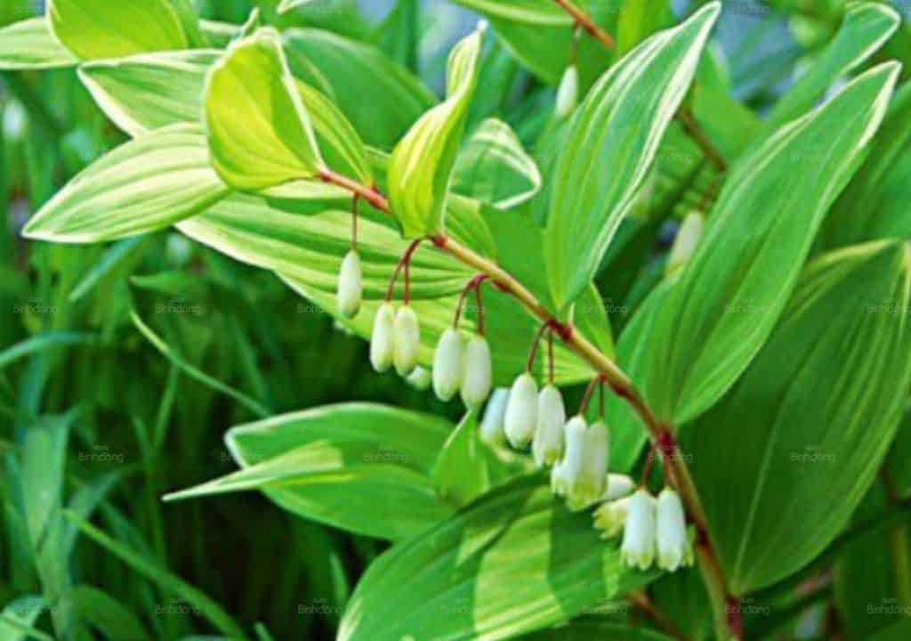 Hình ảnh vị thuốc hoàng tinh khi còn xanh tốt còn ở trên cây