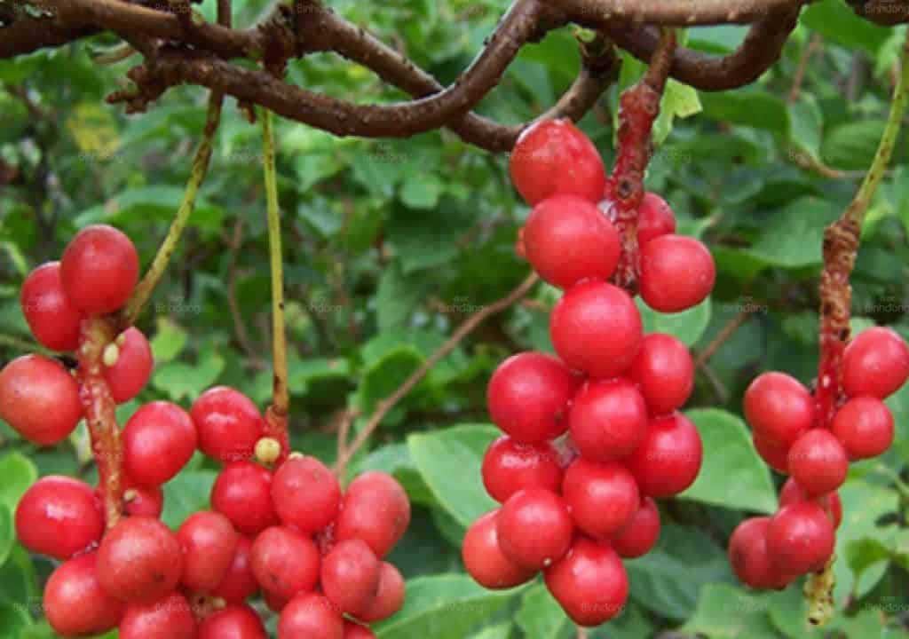 Hình ảnh quả ngũ vị chín mọng có màu đỏ trên cây