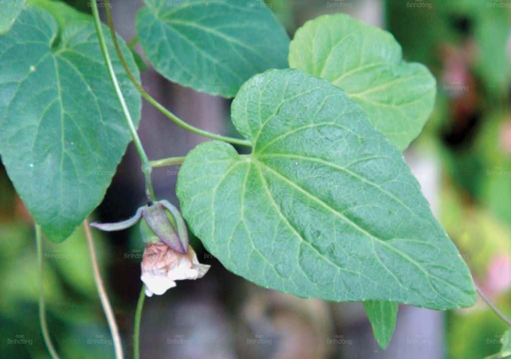 Hình ảnh lá cây thuốc phòng đảng sâm khi còn trên cây
