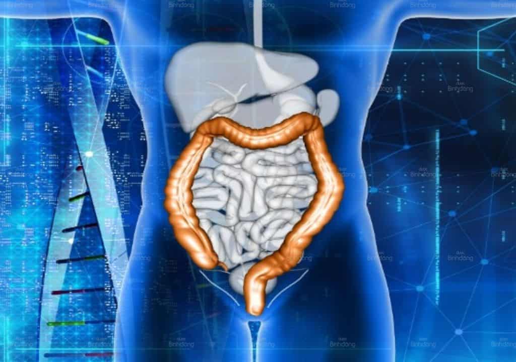 Hình ảnh nội tạng, hệ tiêu hóa của con người