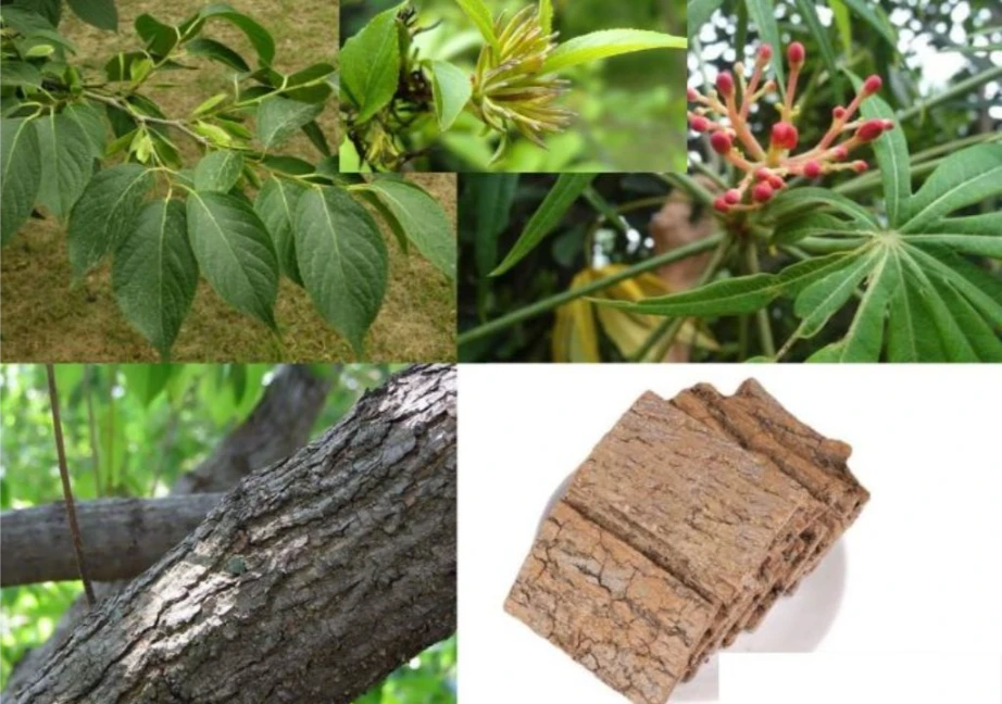 Hình ảnh cây đỗ trọng khi mới trưởng thành và còn trên cây