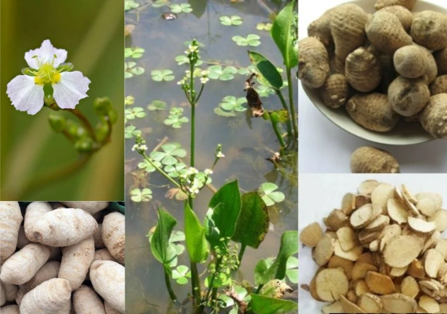 Cây, lá, hoa và quả Trạch tả