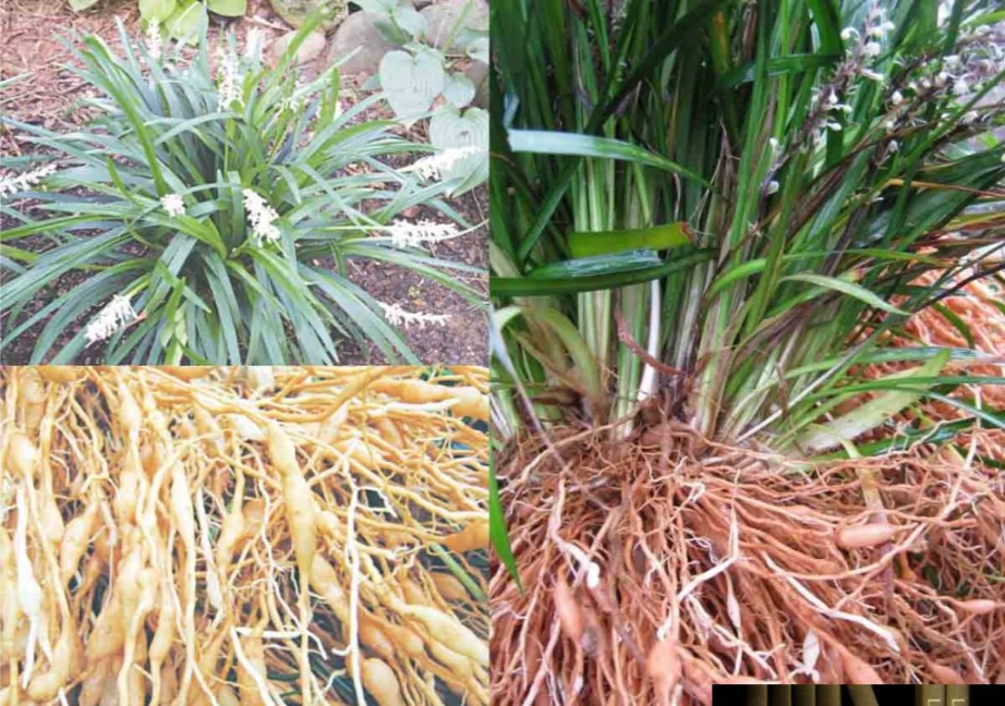 Hình ảnh cây Mạch môn đông tươi