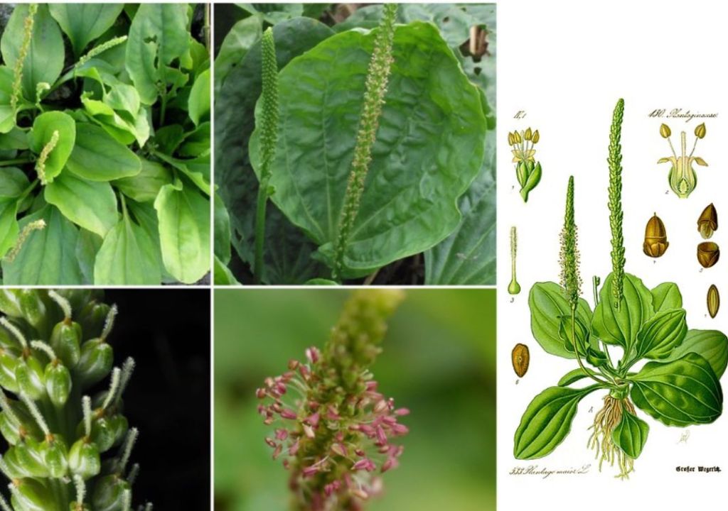 Hình ảnh cây xa tiền tử trước khi làm thuốc và phần hạt được dùng để làm thuốc