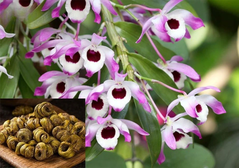 Hình ảnh Hoa Thạch Hộc