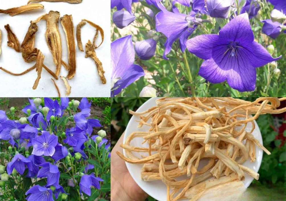 Hình ảnh mô tả về hình dáng, đặc điểm nhận dạng của Cát Cánh