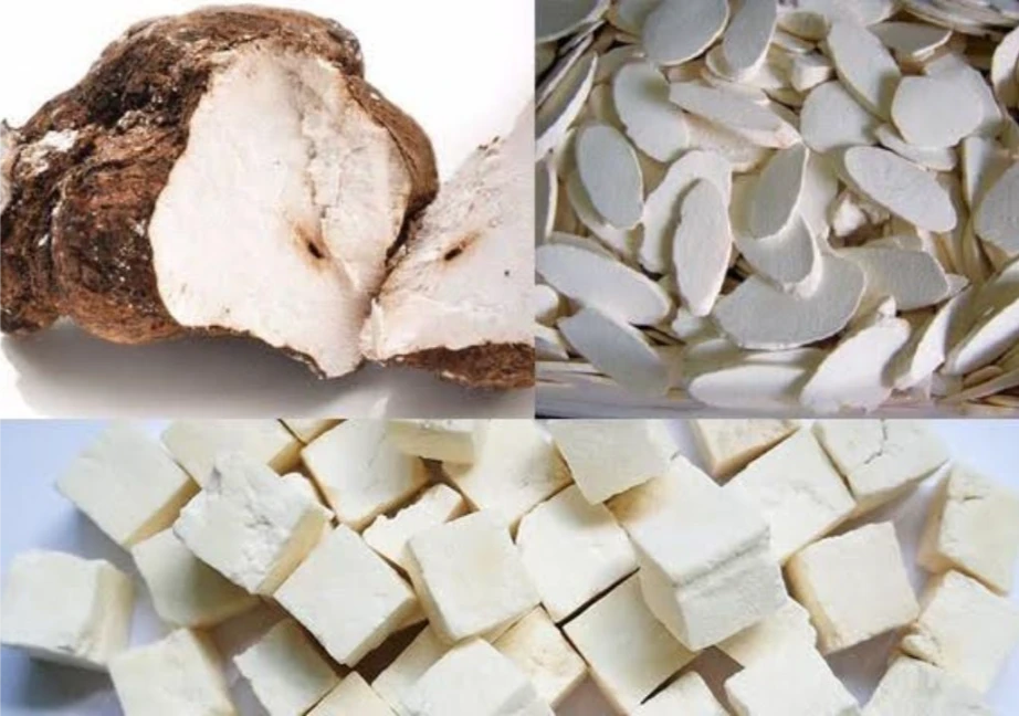 Hình ảnh quả thể của nấm bạch linh