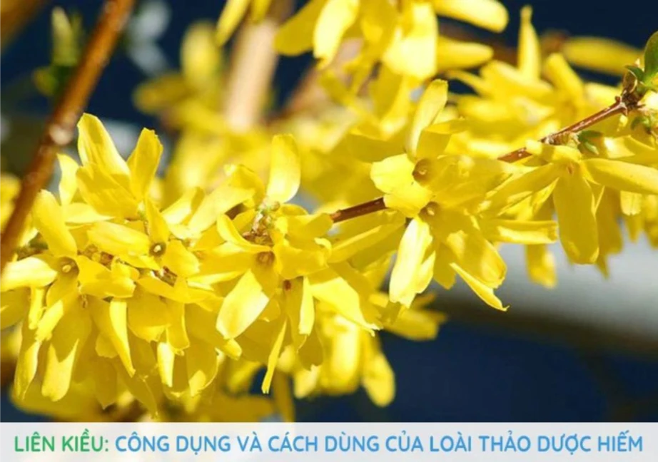 Hình ảnh về vị thuốc liên kiều đang nở hoa