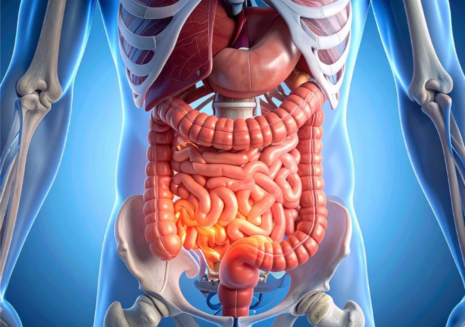 Hình ảnh nội tạng, hệ tiêu hóa của con người