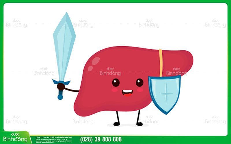 Nên bảo vệ tế bào gan.