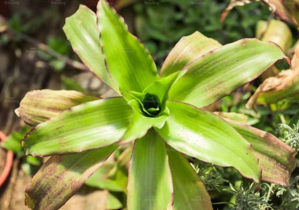 7 cây thuốc nam trị ho ra máu
