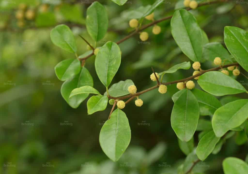 7 cây thuốc nam trị ho ra máu