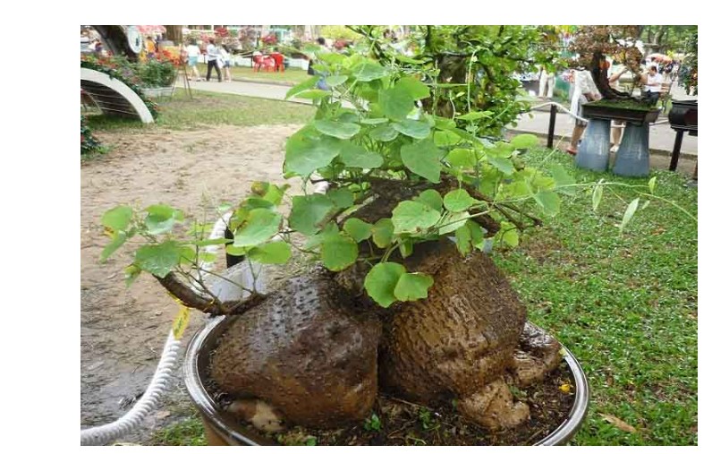 Hình chụp về Bình Vôi