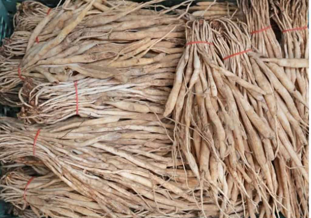bách bộ dược liệu
