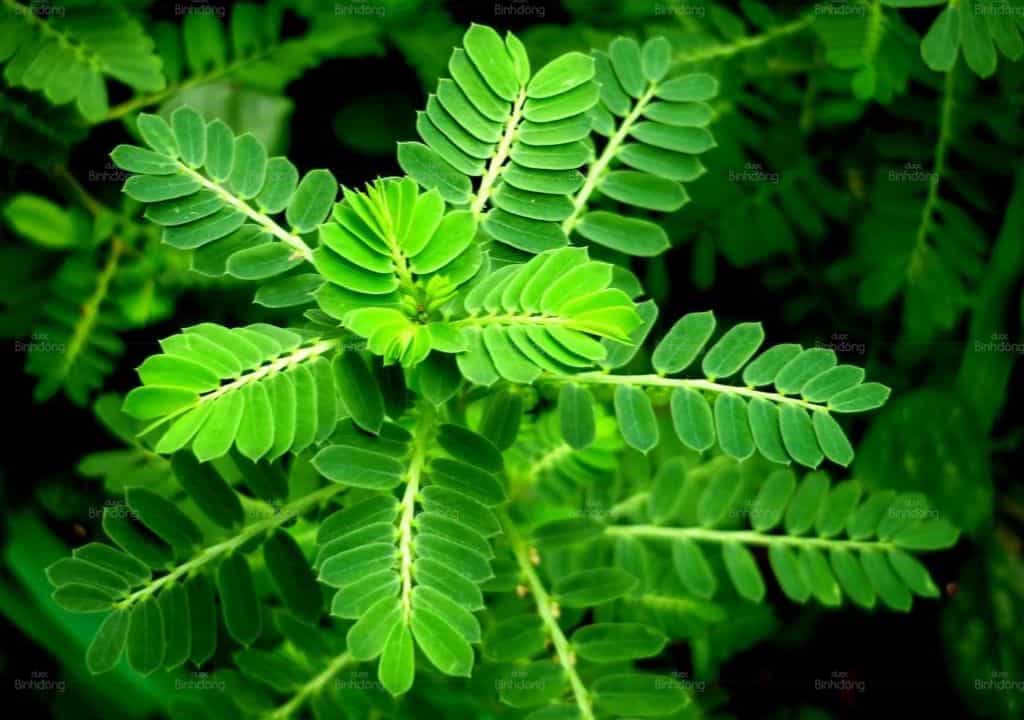 Cây thuốc nam giải độc gan Diệp hạ châu