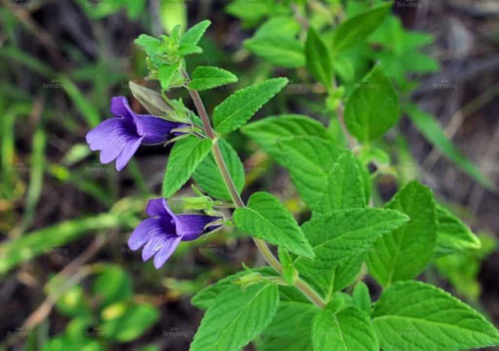 Cây thuốc nam giải độc