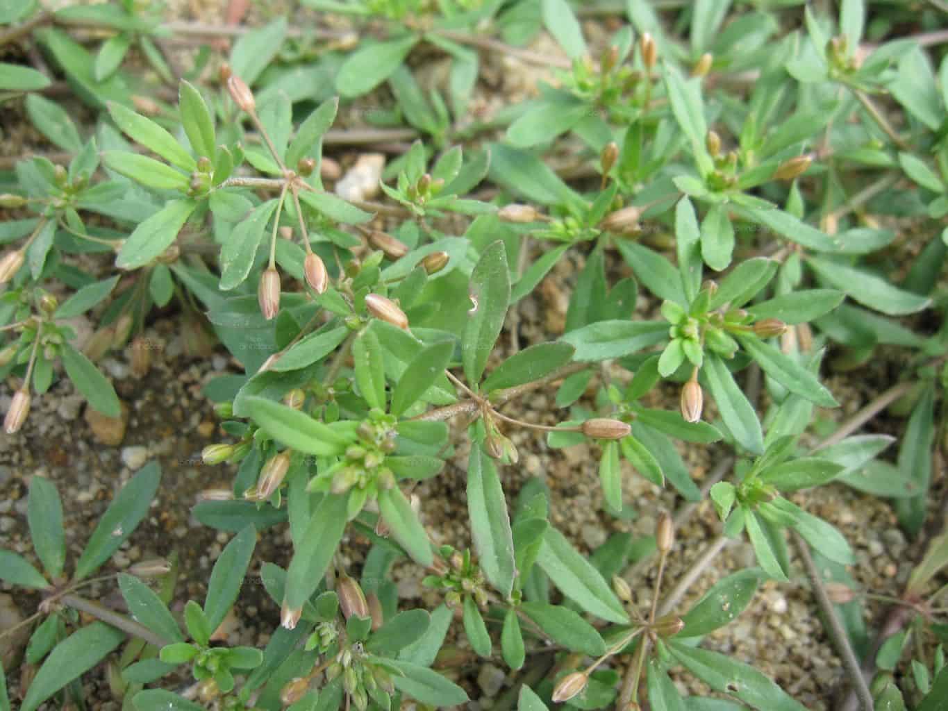 Hình chụp về rau đắng đất