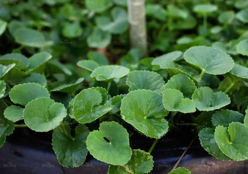 Cây thuốc nam giải độc
