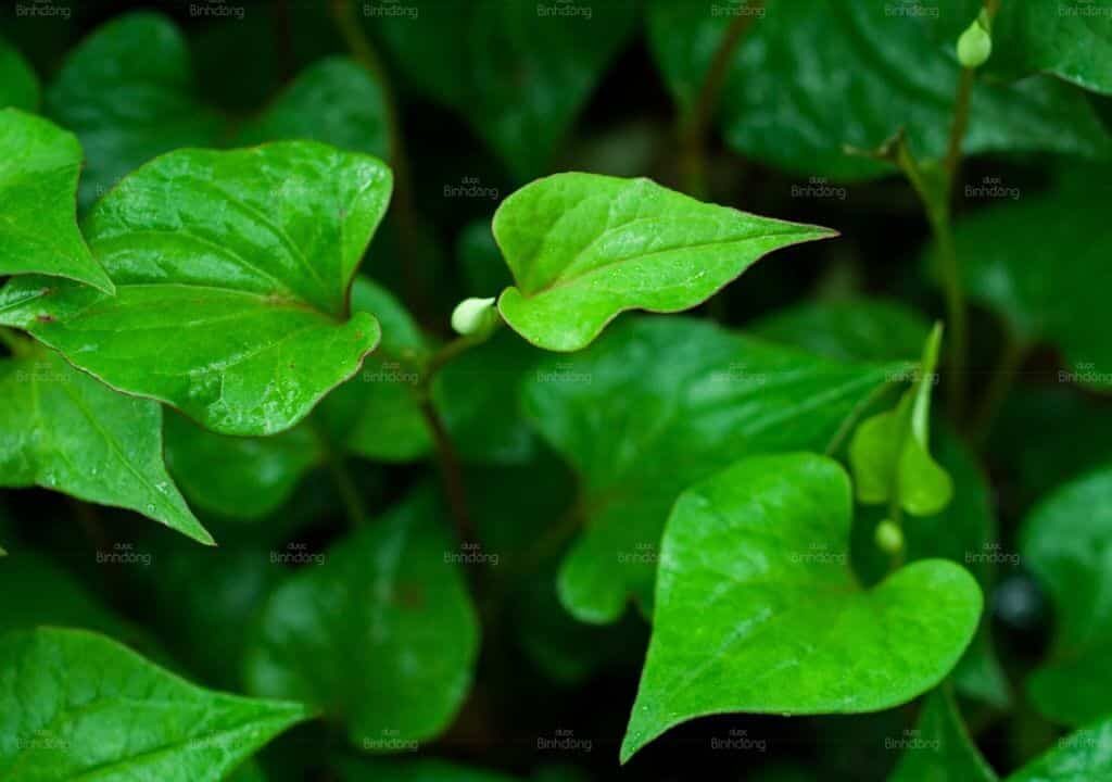 Rau diếp cá trị ho như thế nào? Cách sử dụng Diếp cá để trị ho hiệu quả bằng mẹo dân gian (nước ép, kết hợp Húng chanh, nước vo gạo,..). Những lợi ích và lưu ý an toàn khi sử dụng.