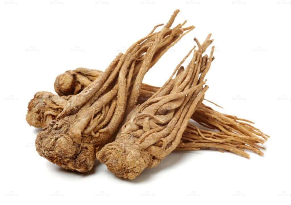 Hình ảnh về phần rễ