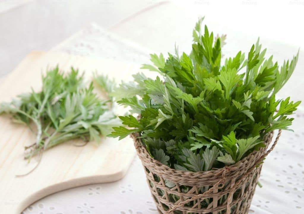 Cây ngải diệp