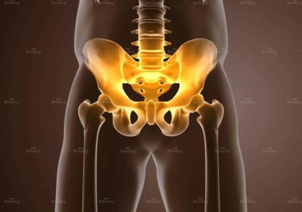 Hình ảnh về bộ phận khớp cùng chậu của cơ thể người