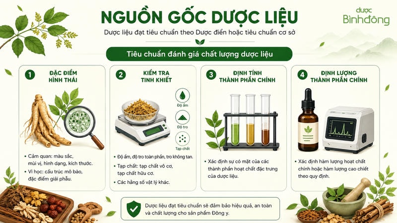 Infographic về nguồn gốc dược liệu đạt chuẩn, gồm đặc điểm hình thái, kiểm tra tinh khiết, định tính và định lượng thành phần chính.