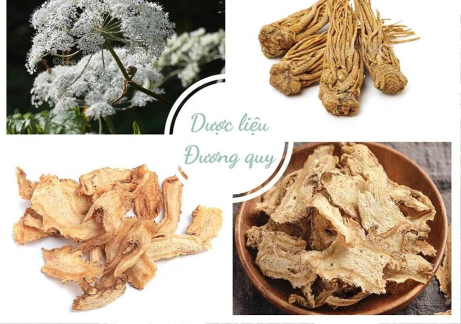 Hình ảnh về các vị thuốc điều trị bệnh