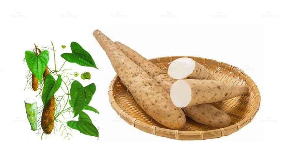 Hình ảnh phần rễ của cây Hoài Sơn sau khi xử lý