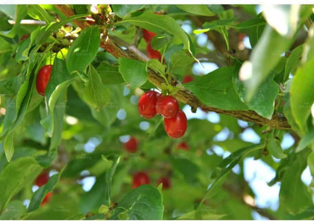 Hình ảnh trái sơn thù du ở trên cây