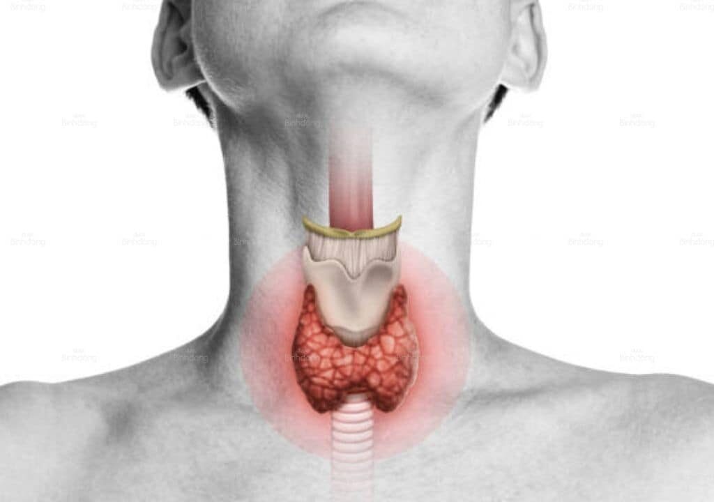 Hình ảnh về bộ phận tuyến giáp của con người