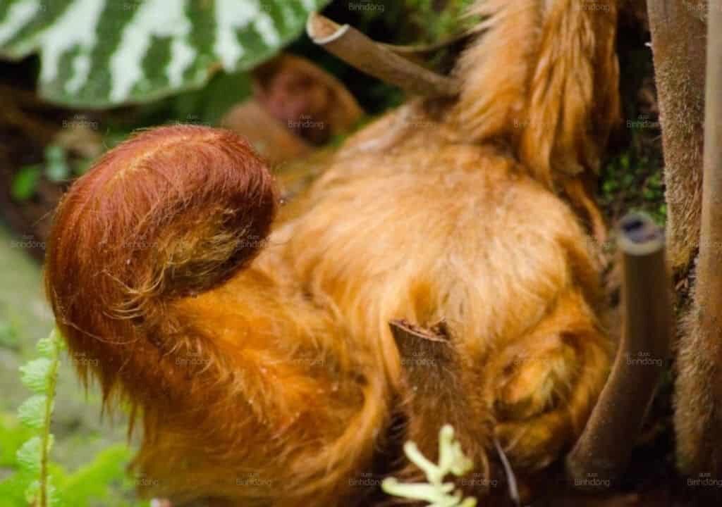 Hình ảnh về cây cẩu tích