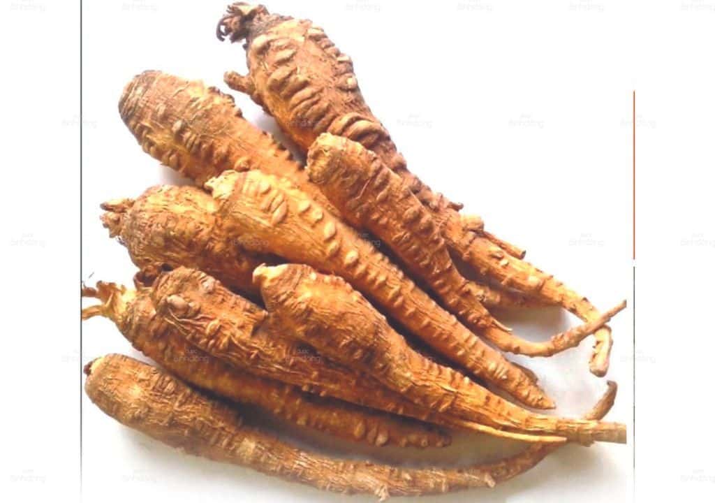 Hình ảnh về phần rễ của thuốc Bạch Chỉ dùng để làm thuốc