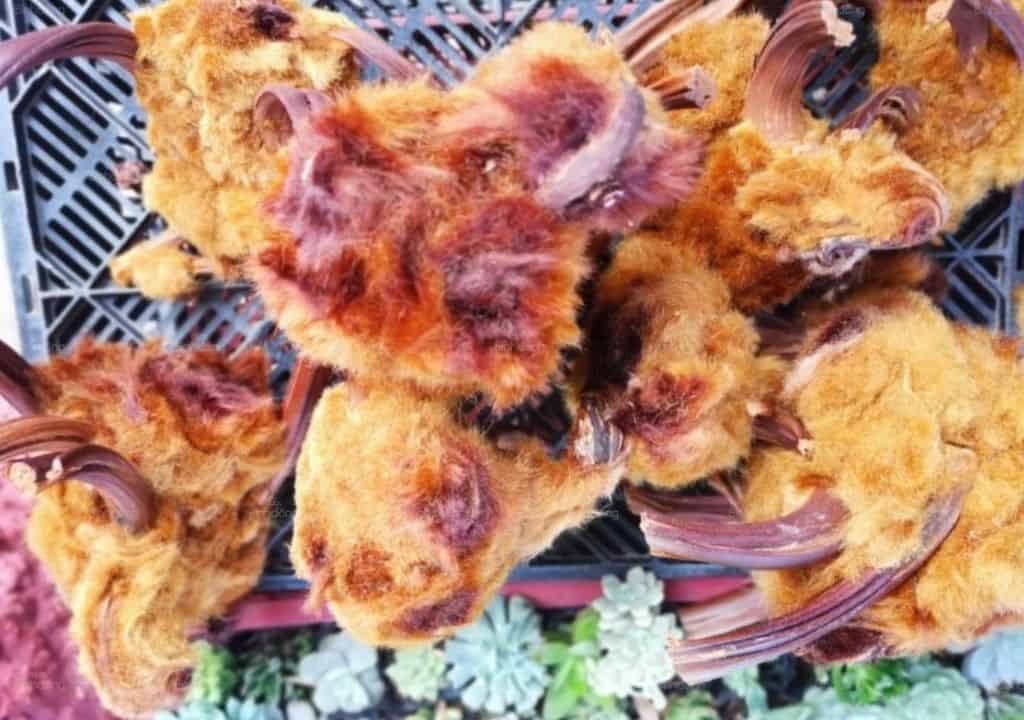 Hình ảnh phần thân rể cẩu tích dùng để trị bệnh