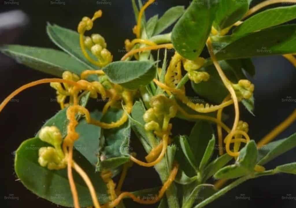 Hình ảnh cây thỏ ty tử đang sống ký sinh trên một cây khác
