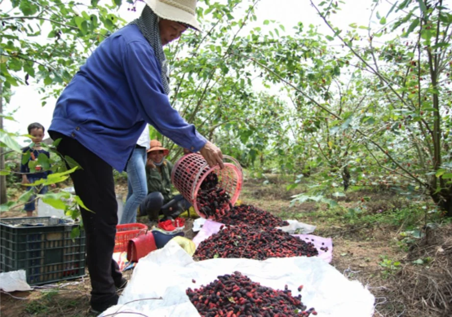 Hình ảnh một người phụ nữ đang cầm dâu tằm