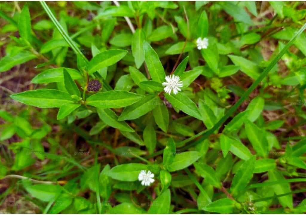 Hình ảnh về cây thuốc nhọ nồi khi mộc trên đất