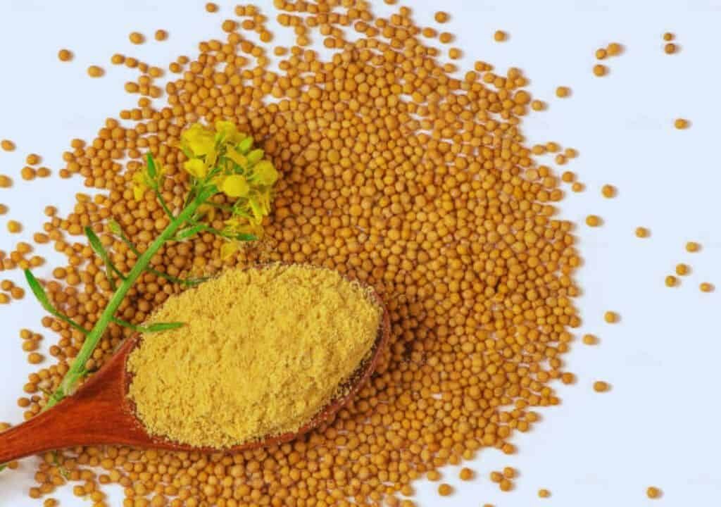Hình ảnh về vị thuốc bạch giới tử