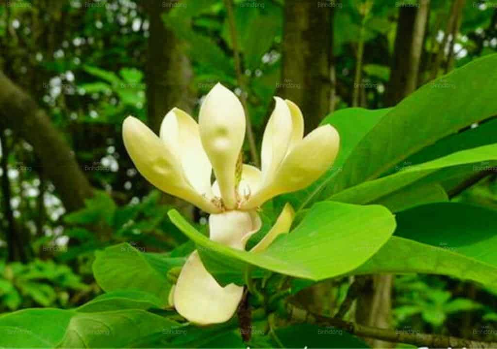 Hình ảnh về cây thuốc hậu phác đang nở hoa