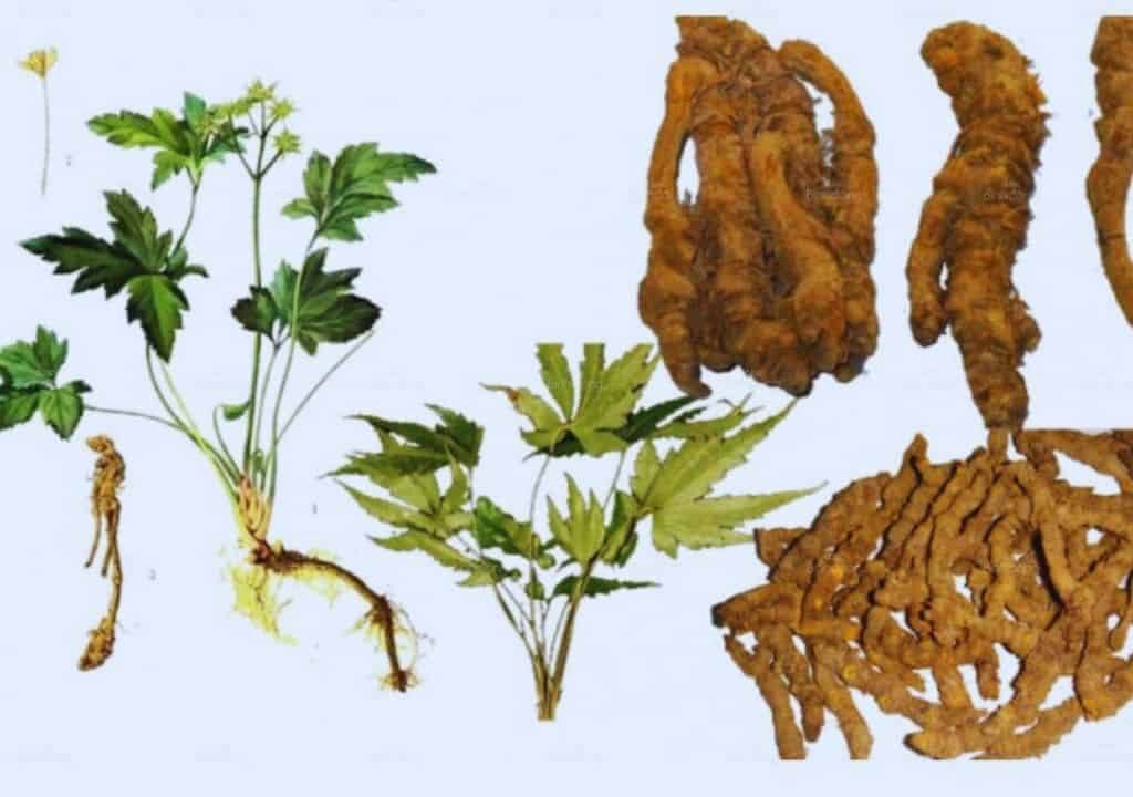 Hình ảnh về cây thuốc Hoàng Liên