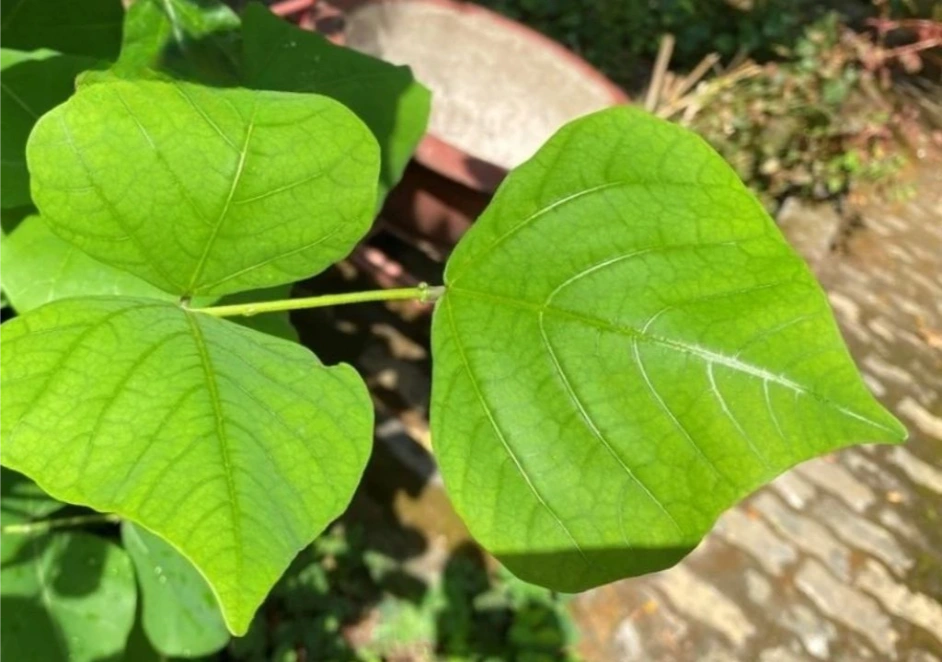 Hình ảnh lá vong nem lúc xanh tươi trên cây