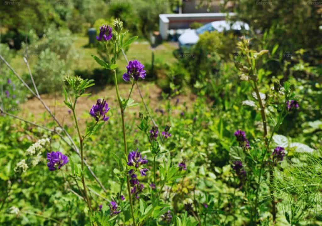 Hình ảnh về cây thuốc bổ thận phá cố chỉ