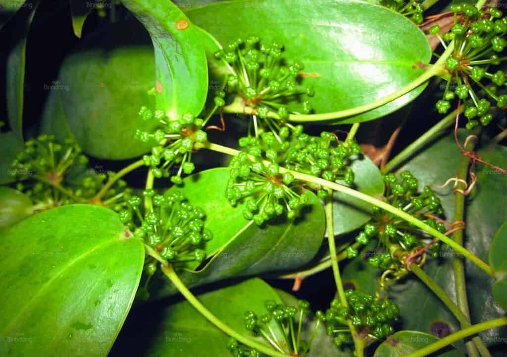 Hình ảnh về vị thuốc bạch phục linh trước khi chế biến