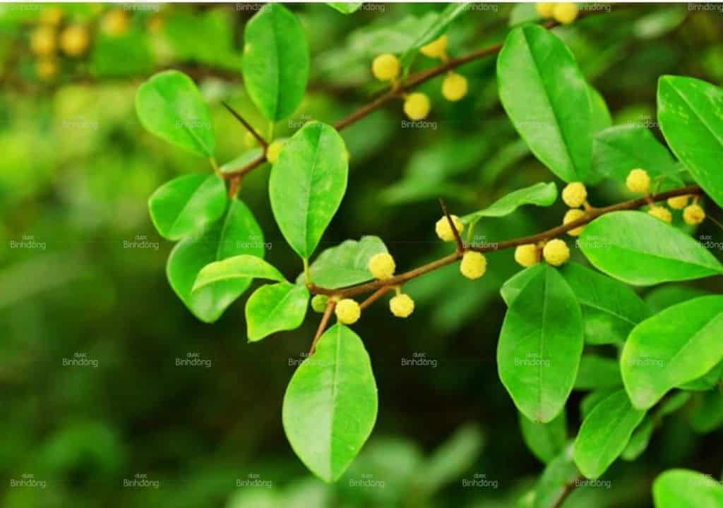 Hình ảnh về lá mỏ quạ trước khi chế biến