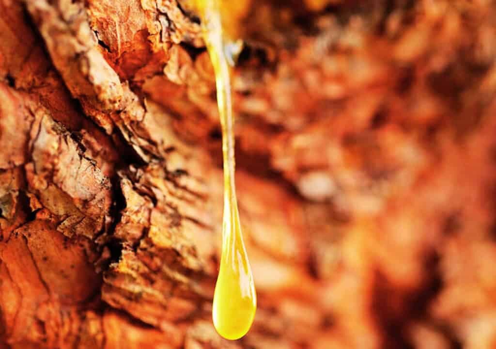 Hình ảnh về nhựa của cây thuốc nhũ hương