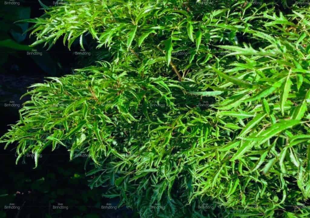 Hình ảnh về vị thuốc Đinh lăng