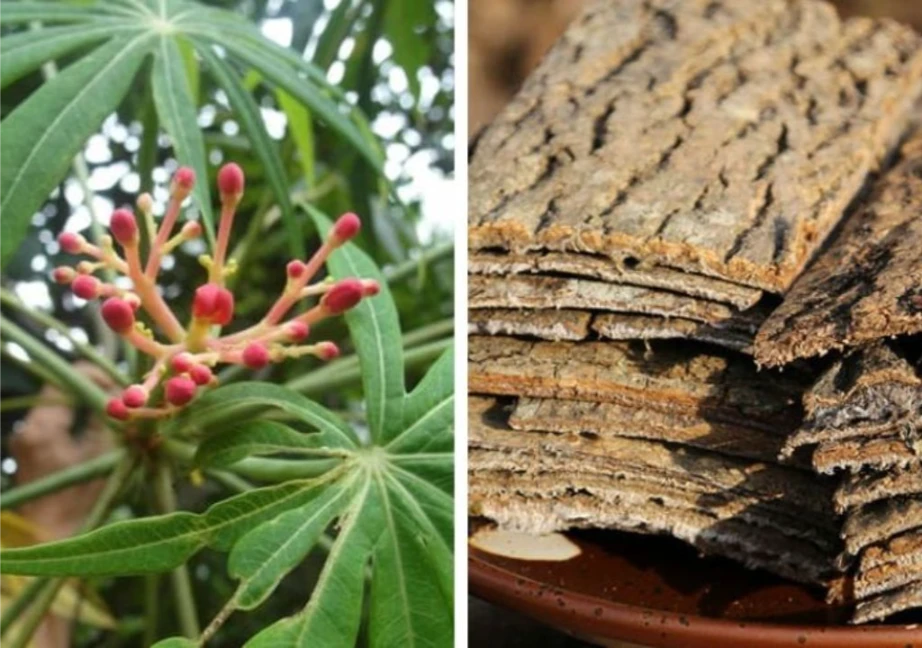 Cây thuốc đỗ trọng trước khi chế biến