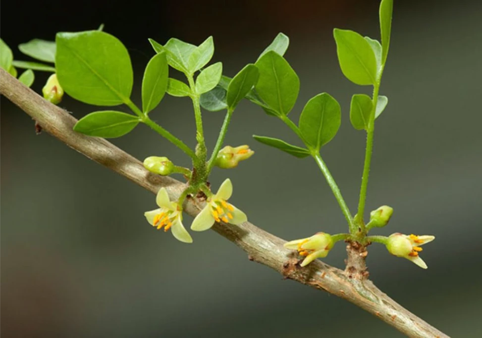 Hình ảnh Cây Một dược tươi