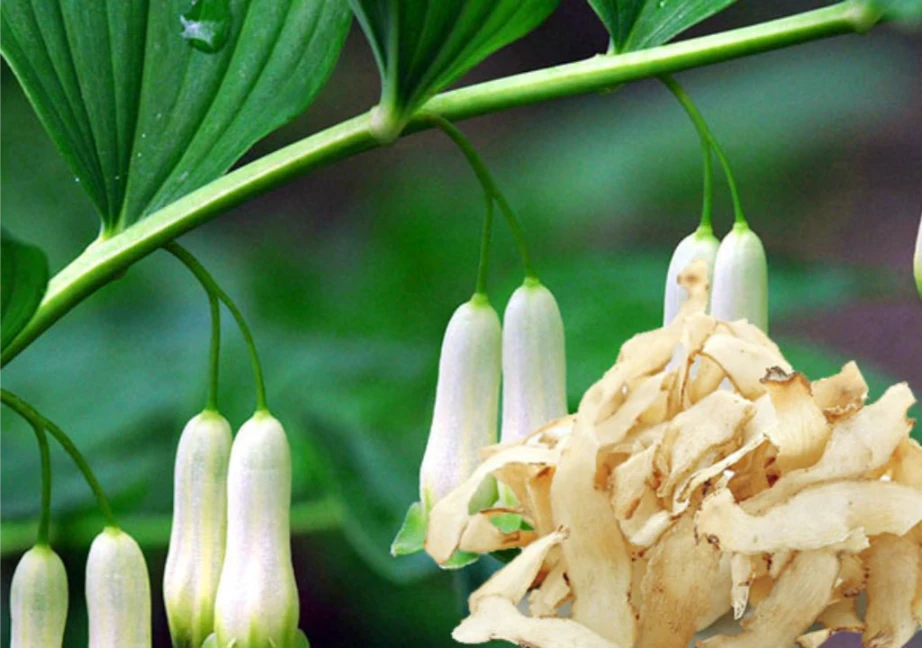 Hình ảnh cây Ngọc trúc